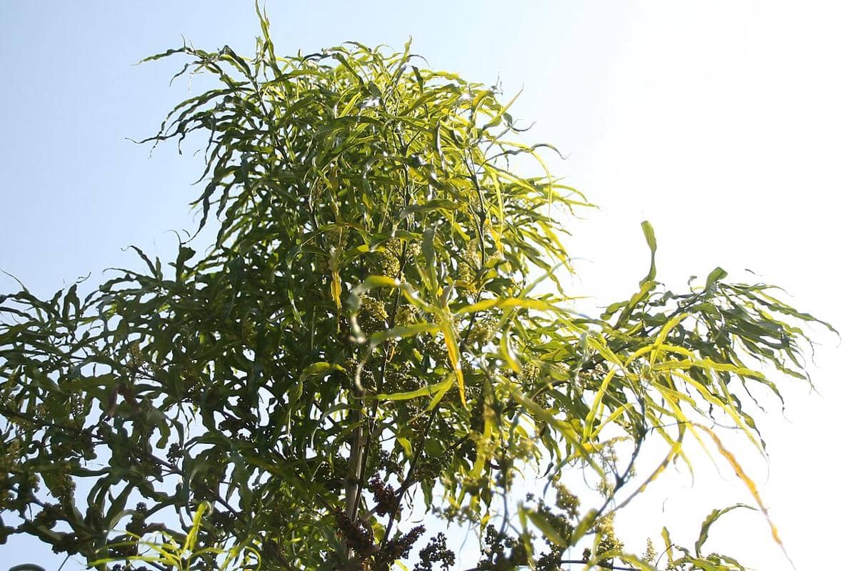 ilustrasi tanaman evodia uaveolens