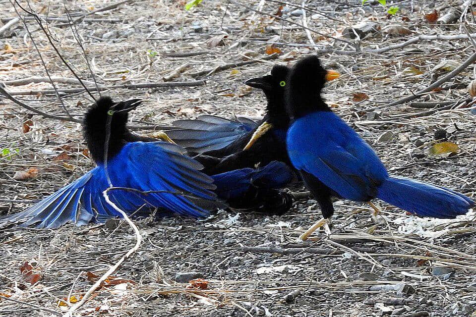 Sekelompok jay punggung-ungu asyik bercengkerama.
