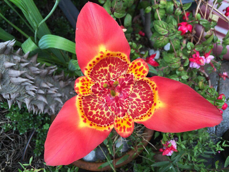 5 Fakta Menarik Tiger Flower, si Cantik Bermotif Harimau dari Meksiko