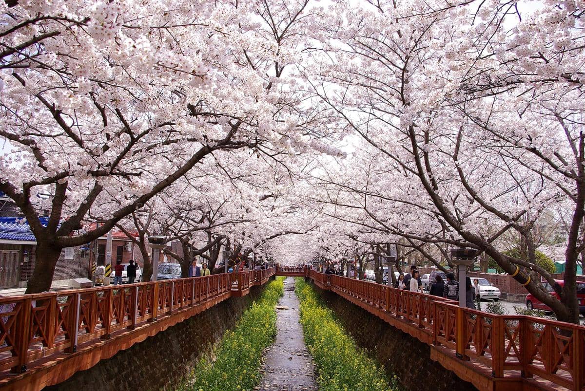 Potret bunga sakura di Jinhae, Korea Selatan