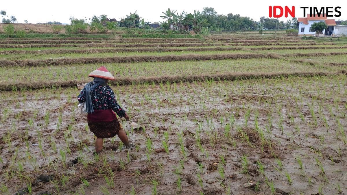 Zulhas: Kopdes Jadi Penyalur Bantuan Pangan hingga Serap Gabah Petani
