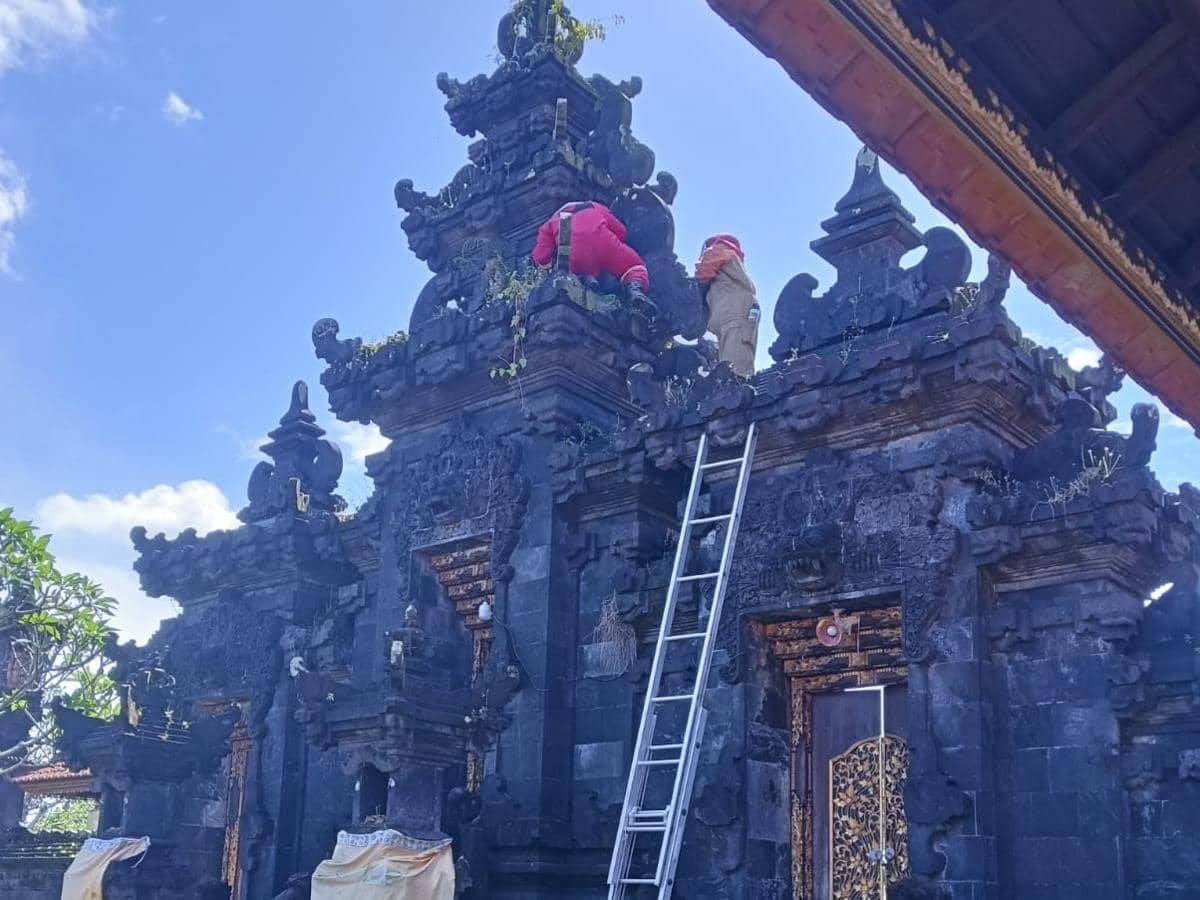 Damkar Tabanan Banyak Evakuasi Sarang Tawon Vespa, Terkenal Agresif