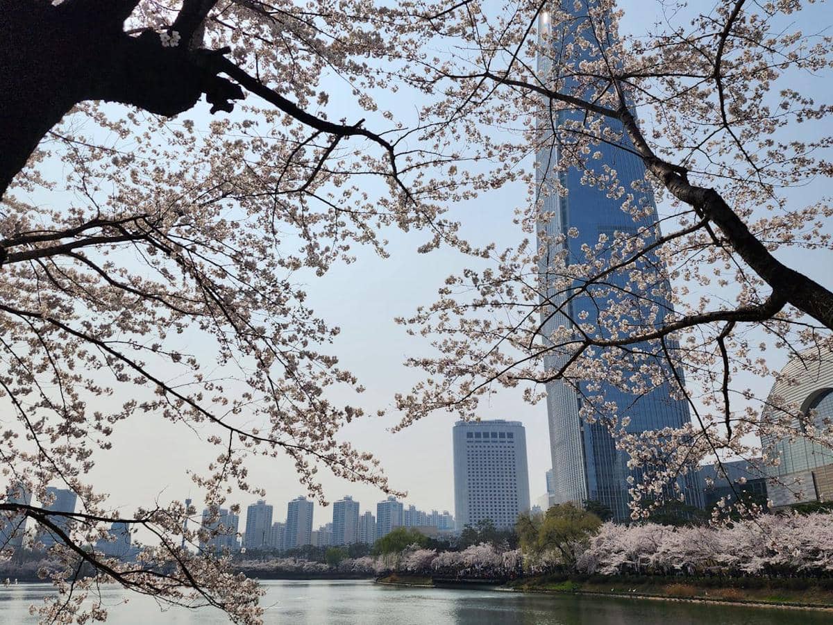 Potret bunga sakura di Seoul, Korea Selatan