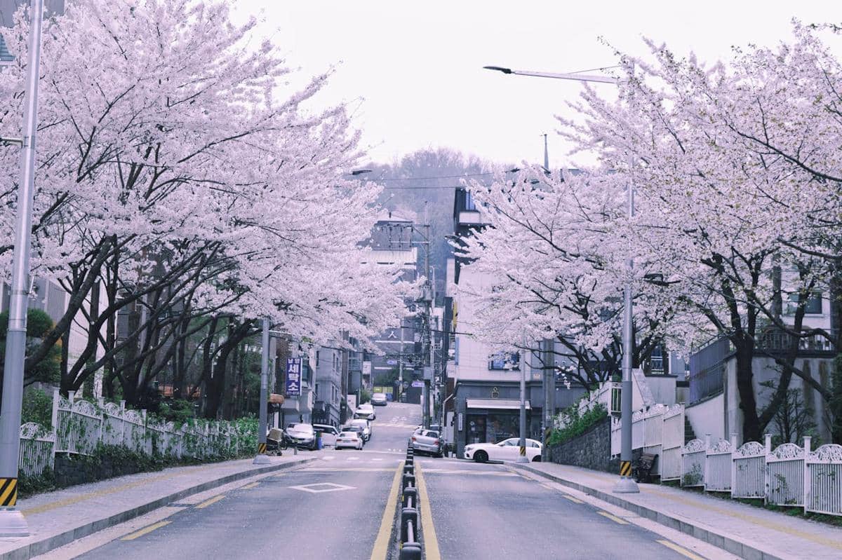 5 Tempat Melihat Bunga Sakura di Korea Selatan 2026