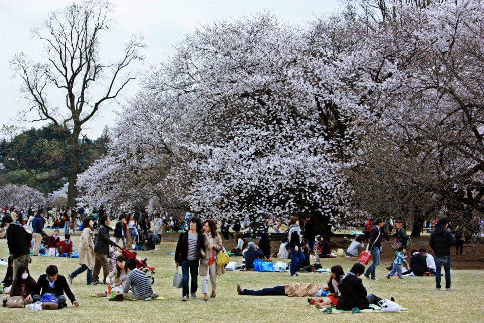 Potret hanami di Jepang
