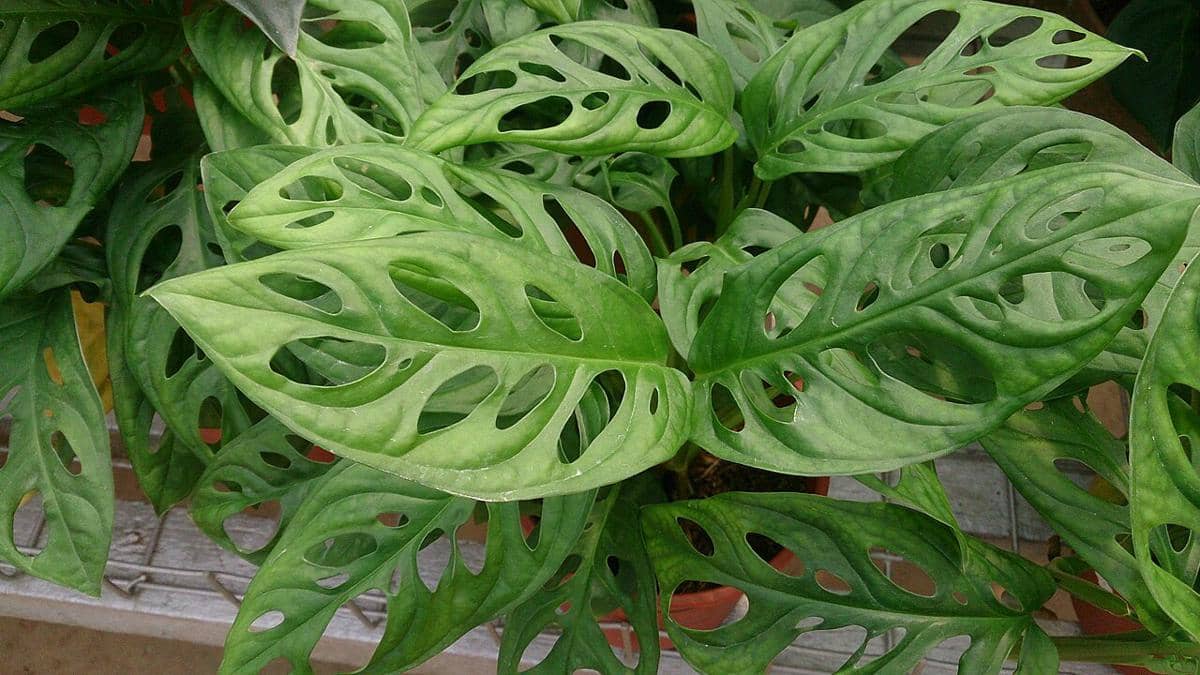 ilustrasi monstera obliqua