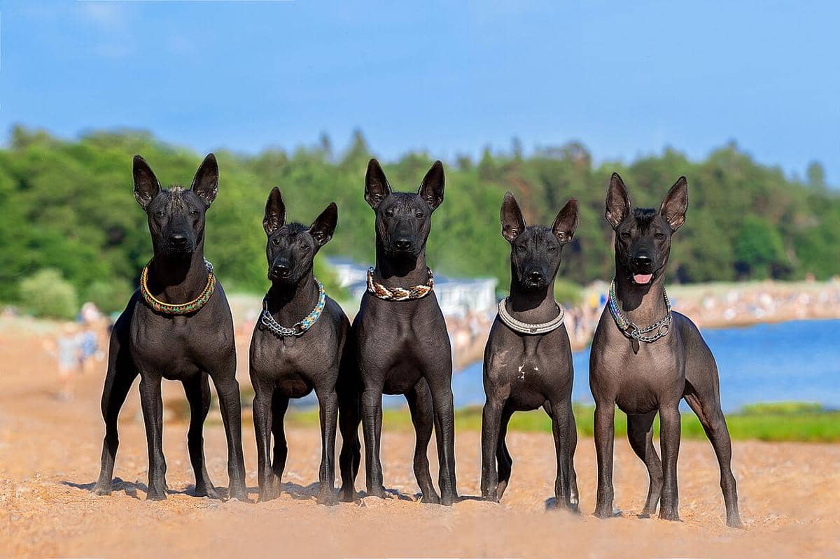 5 Fakta Menarik Xoloitzcuintli, Ras Anjing Tanpa Bulu dari Meksiko