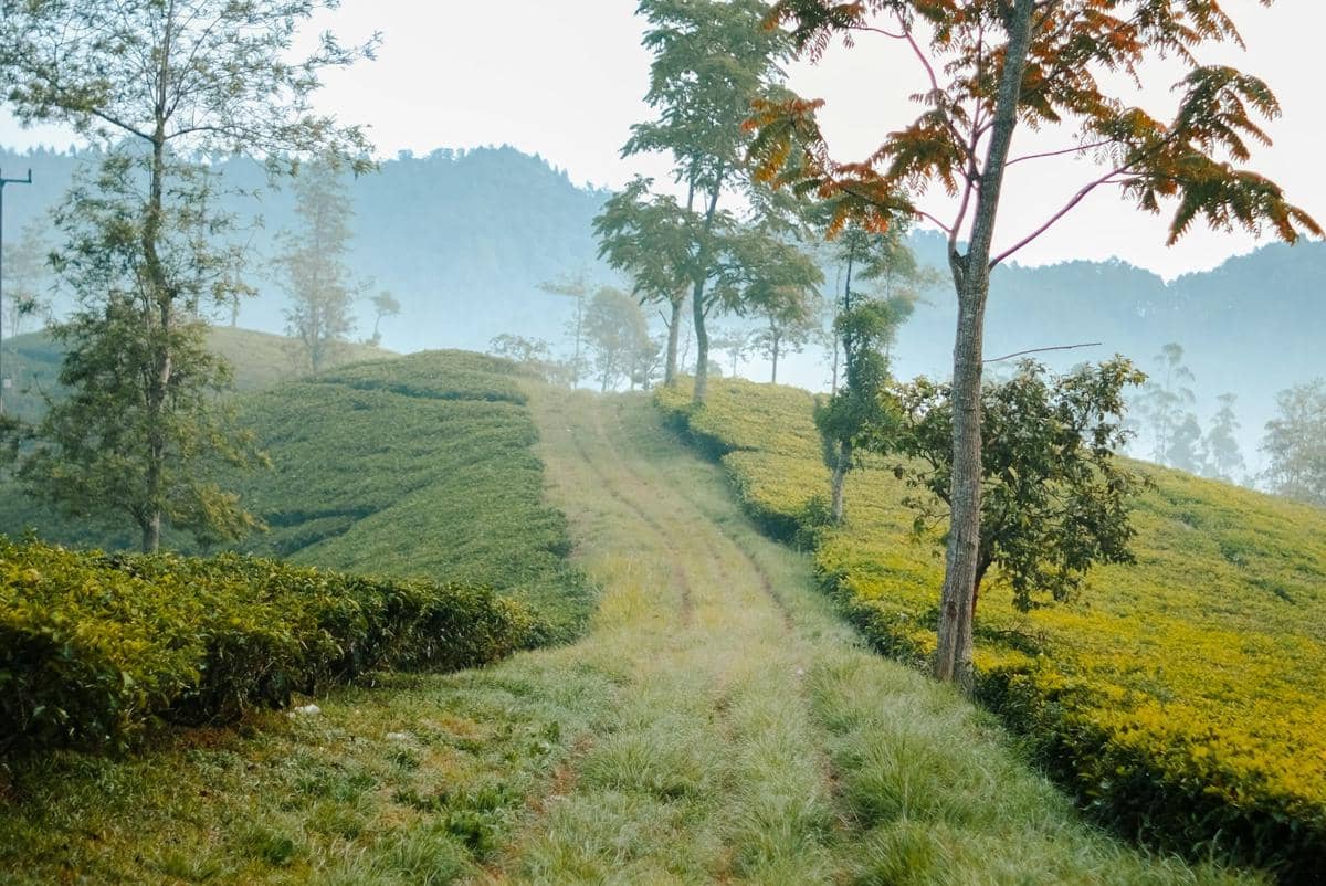 ilustrasi kebun teh