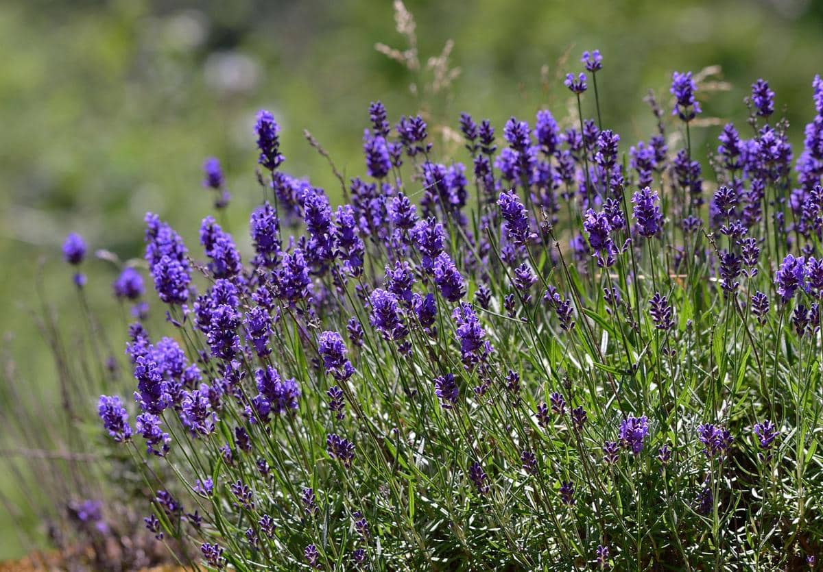 ilustrasi tanaman lavender