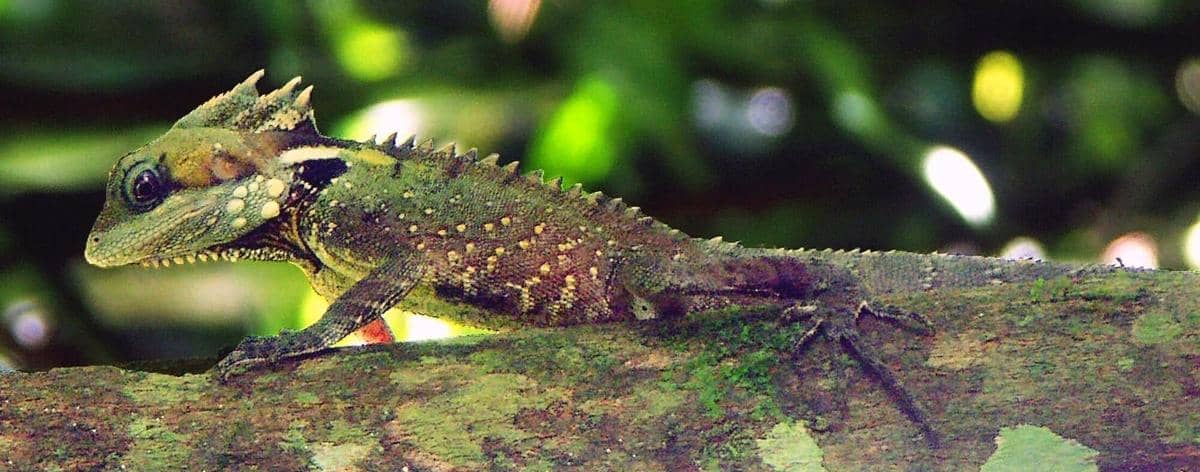 Boyd's Forest Dragon