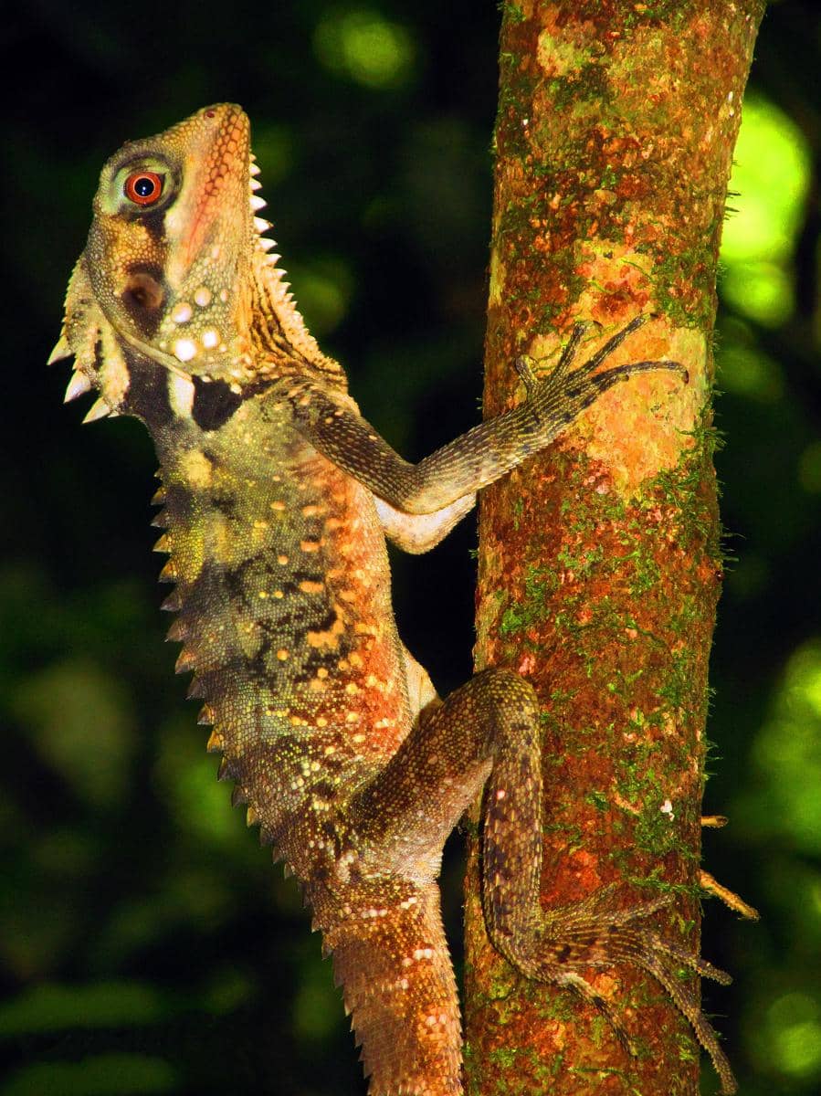 Boyd's Forest Dragon
