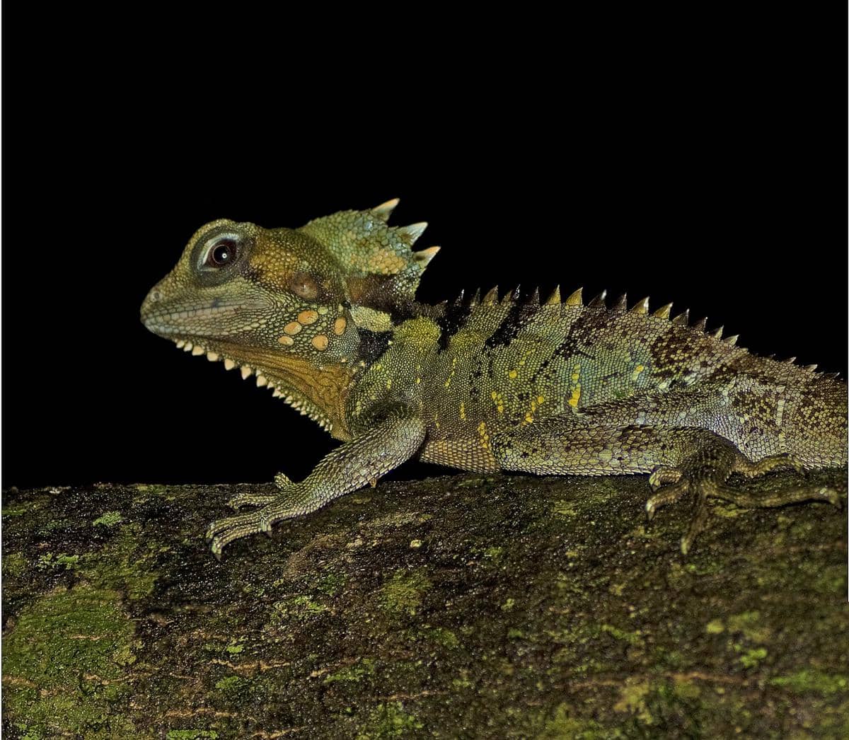 5 Fakta Boyds Forest Dragon, Kadal yang Tidak Butuh Sinar Matahari