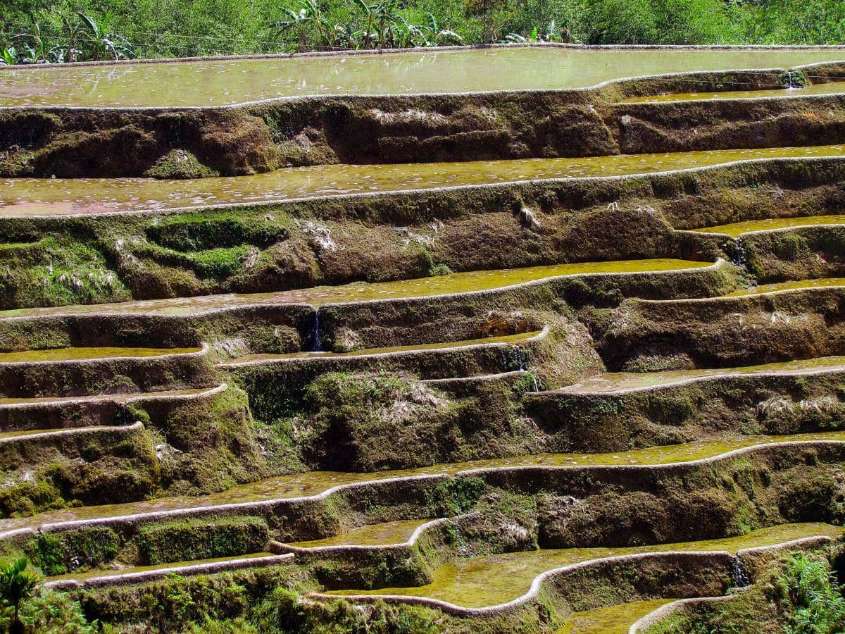 Banaue Rice Terraces