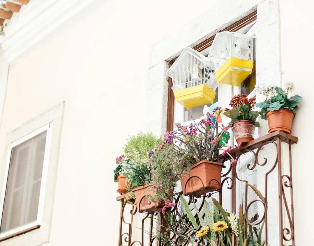 5 Tanaman yang Cocok Diletakkan di Balkon Rumah Minimalis