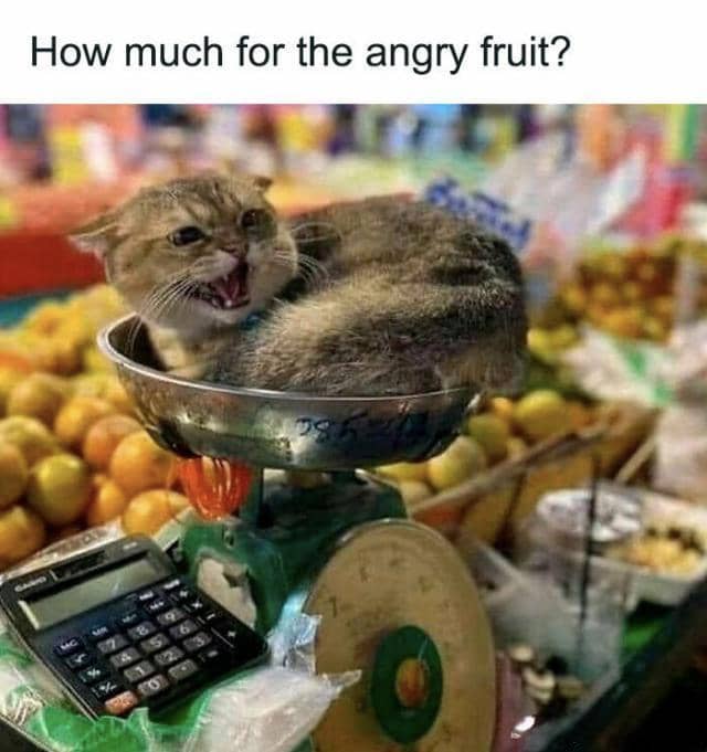 meme kucing tentang buah