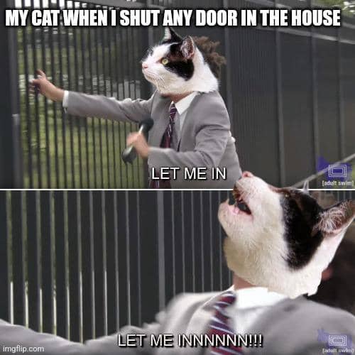 meme kucing tentang pintu