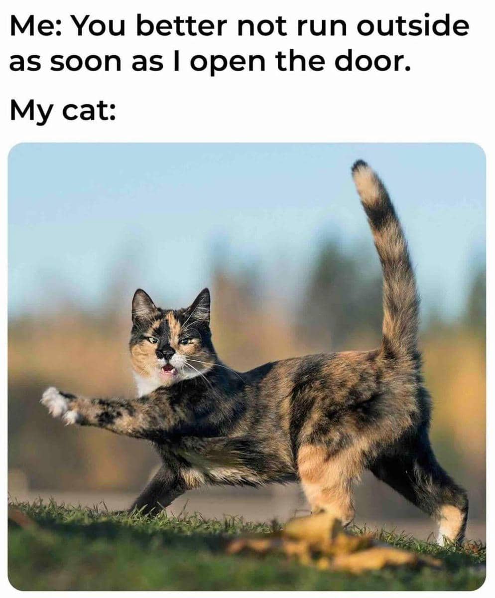 meme kucing tentang pintu