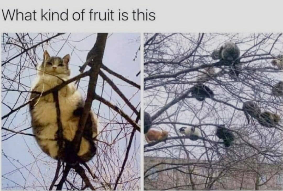 meme kucing tentang buah