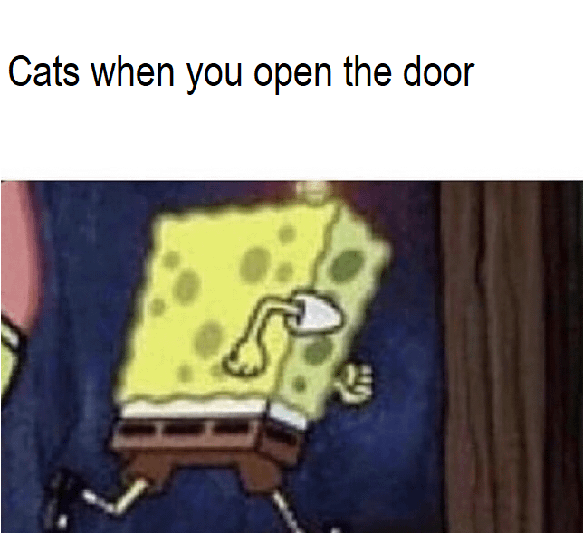 meme kucing tentang pintu