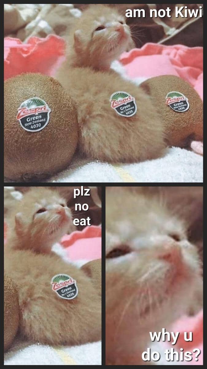 meme kucing tentang buah