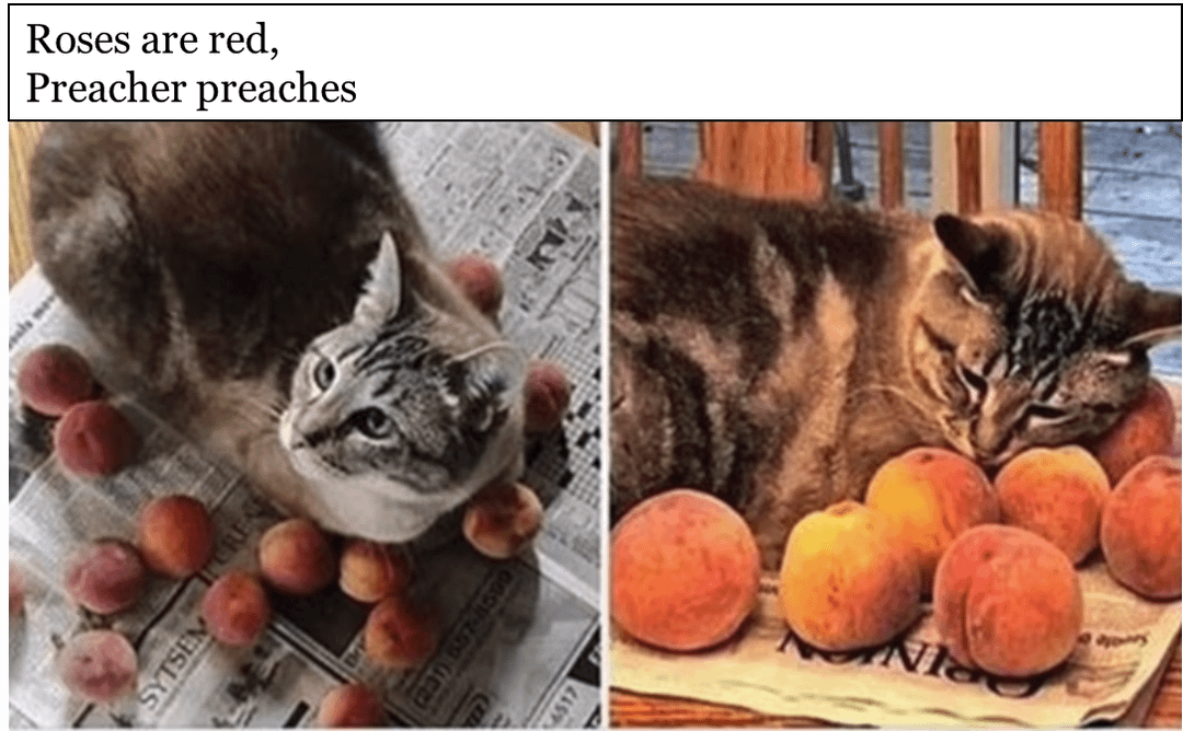 meme kucing tentang buah