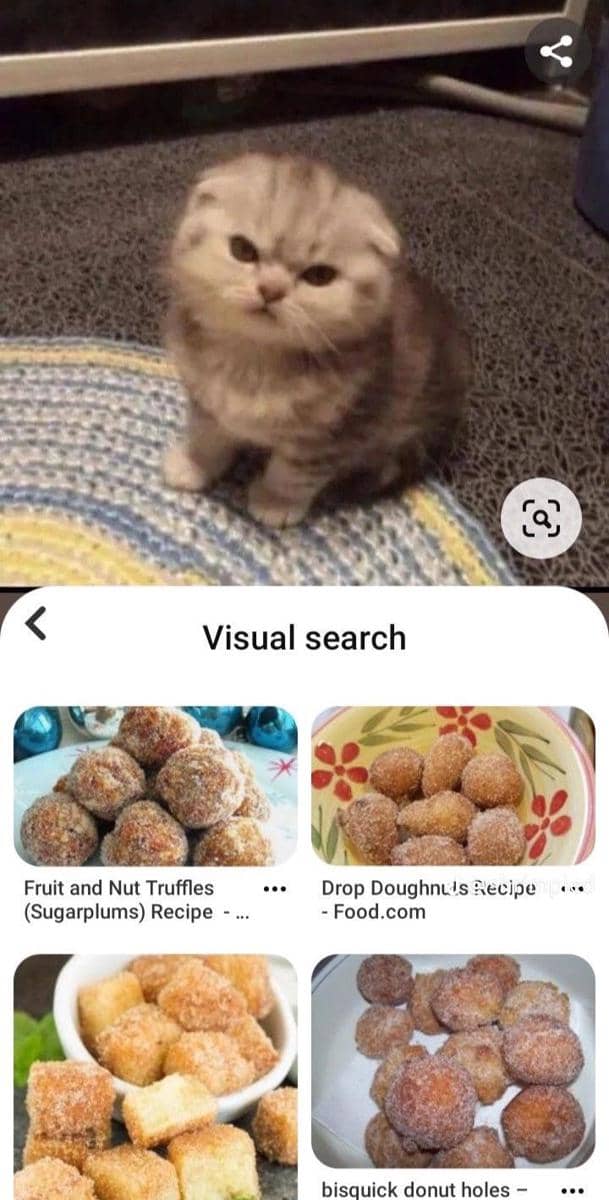 meme kucing tentang buah