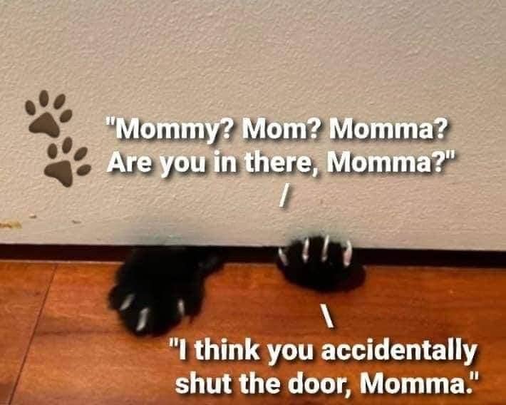 meme kucing tentang pintu