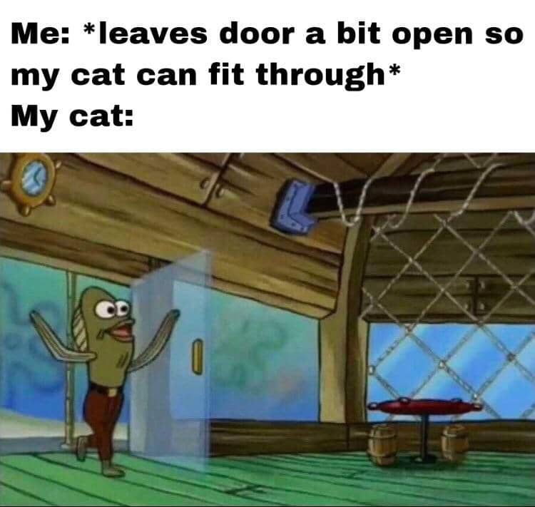 meme kucing tentang pintu