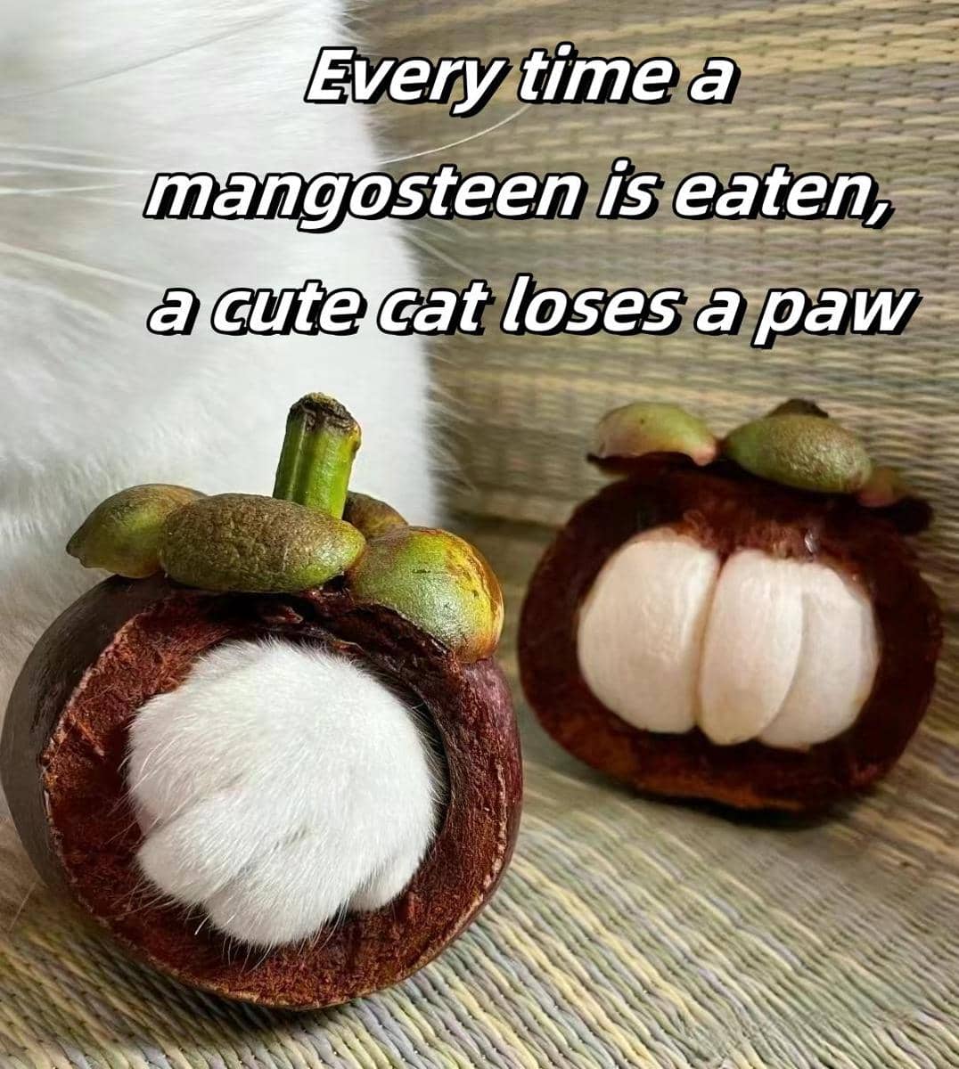 meme kucing tentang buah