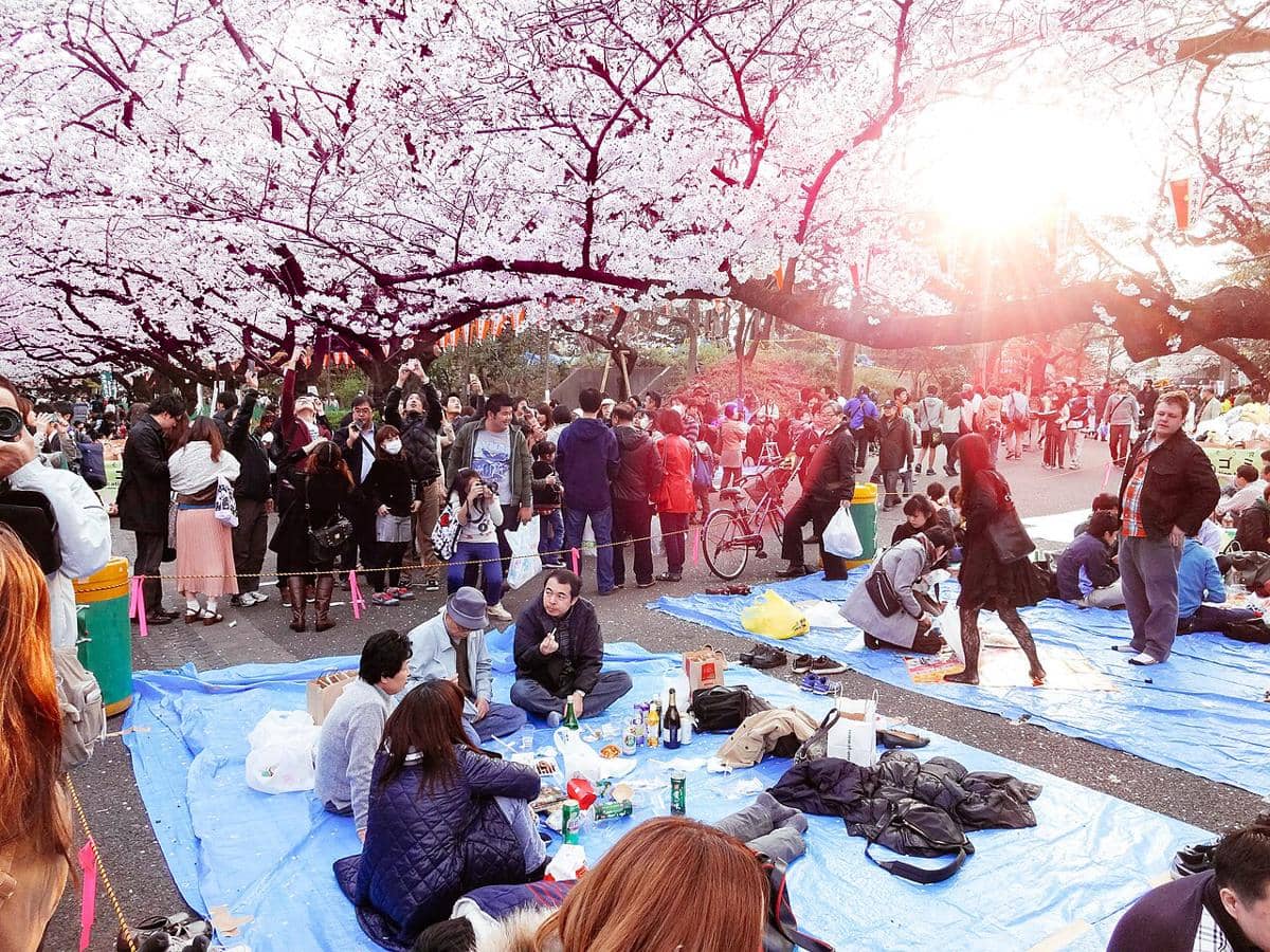 ilustrasi hanami