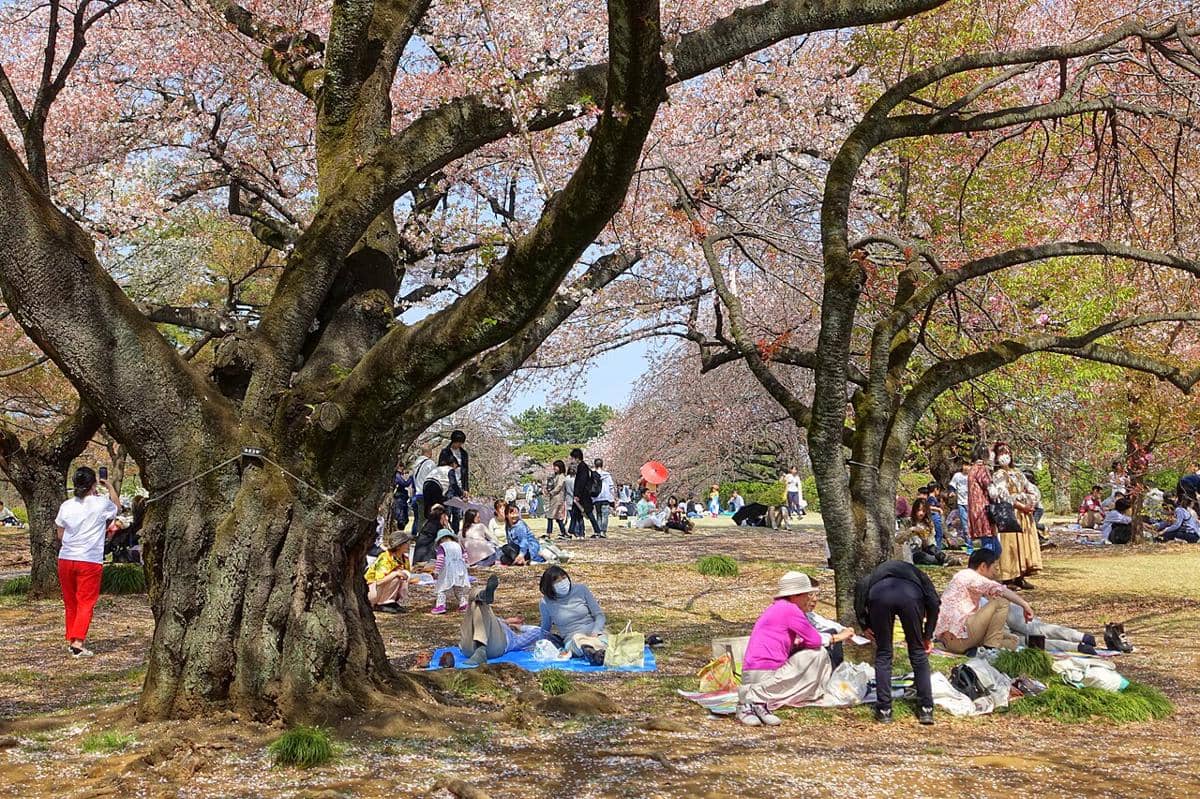 ilustrasi hanami