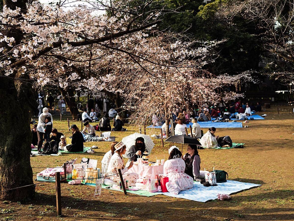 Bolehkah Datang Hanami Tanpa Tikar?