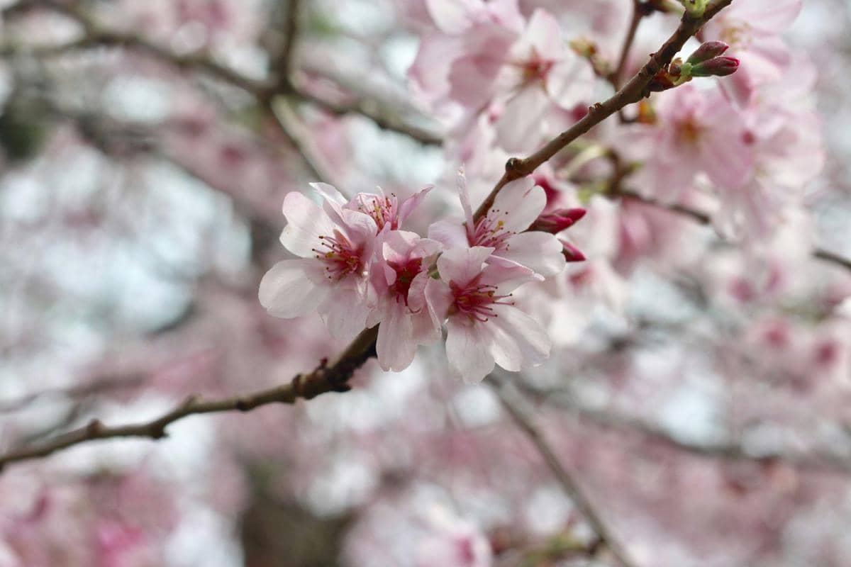 ilustrasi bunga sakura