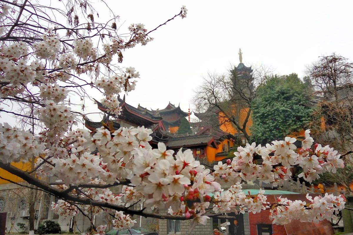 ilustrasi melihat sakura di kuil Ji Ming China 