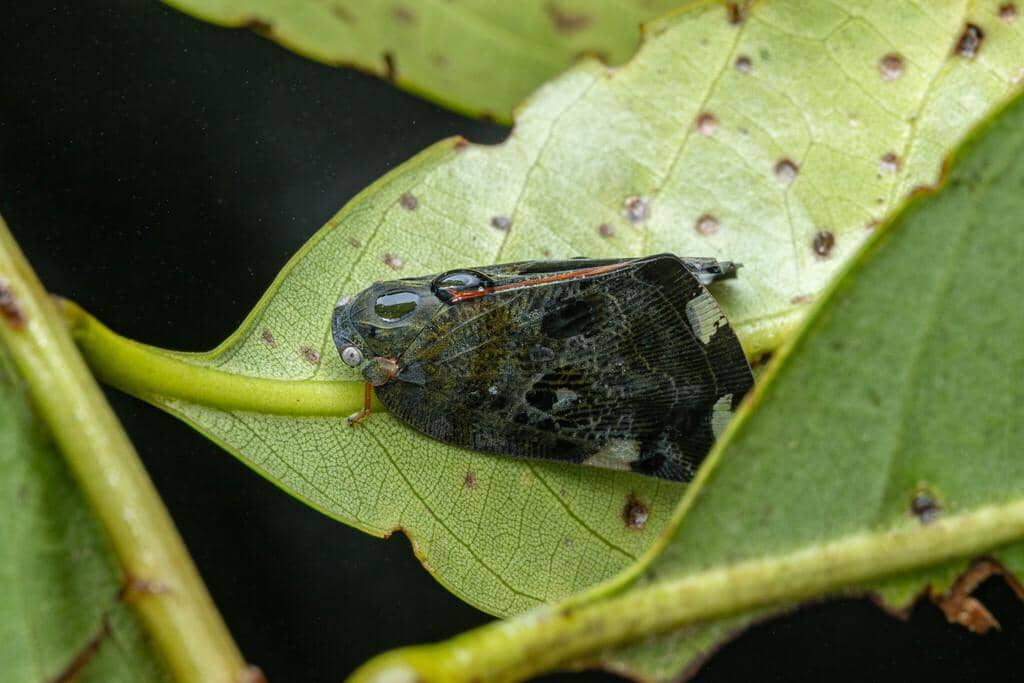 Serangga Ricania speculum