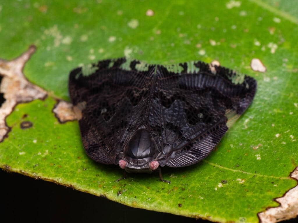 Serangga Ricania speculum