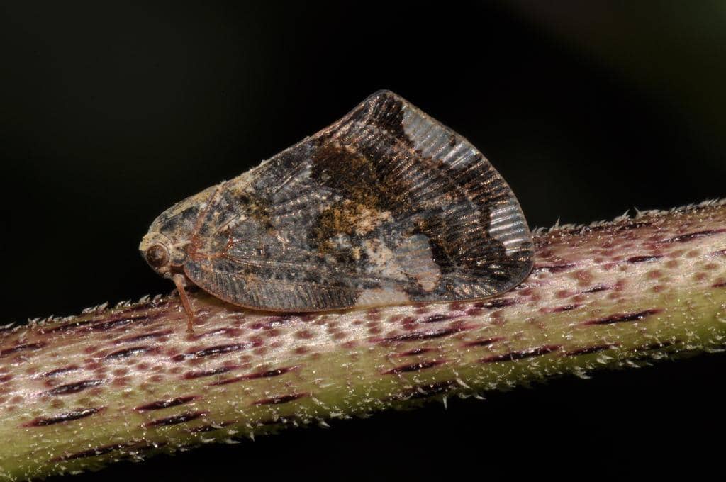 Serangga Ricania speculum