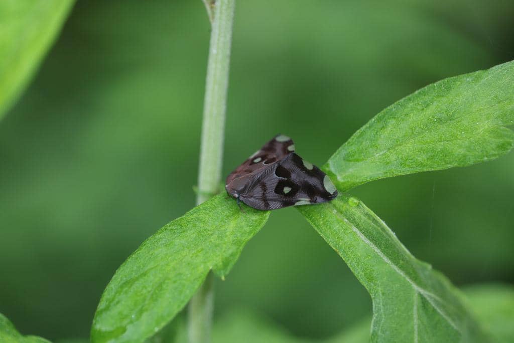 Serangga Ricania speculum