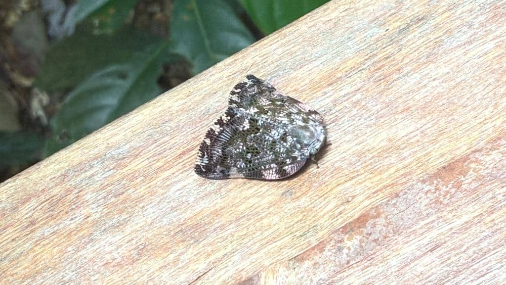 Serangga Ricania speculum