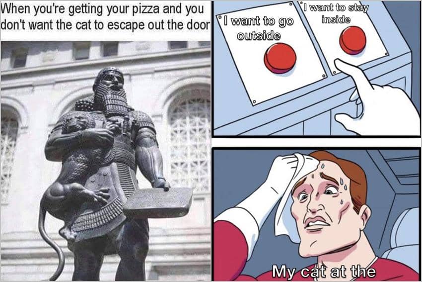 8 Meme Kucing tentang Pintu, Minta Dibukain Mulu!