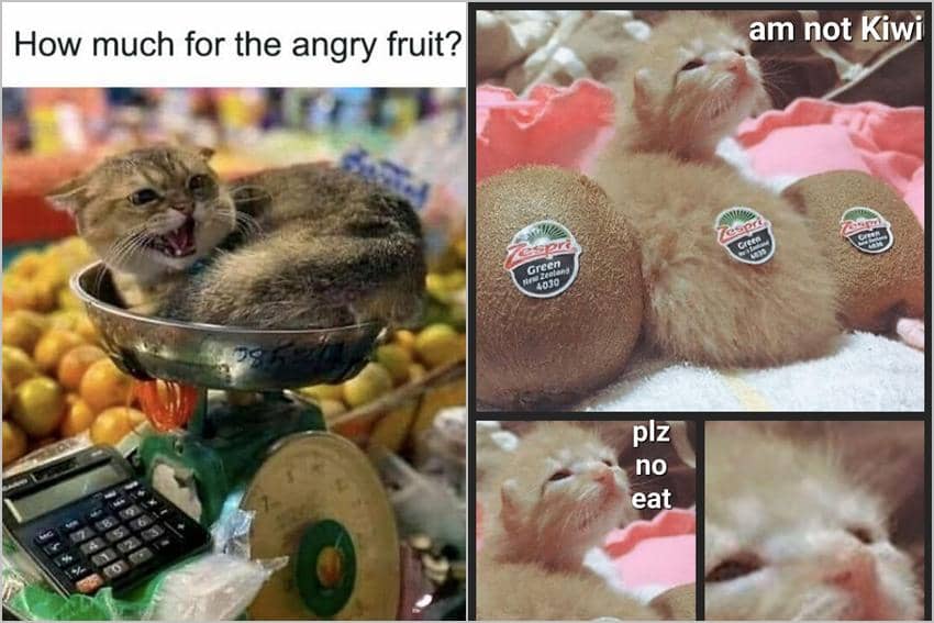 8 Meme Kucing tentang Buah, Tumbuh dari Pohon Langsung?