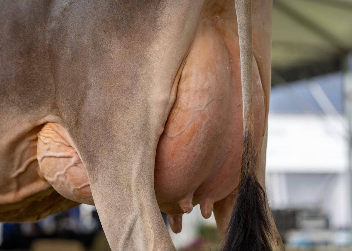 Potret ambing sapi perah