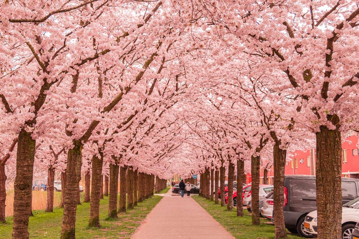 ilustrasi cherry blossom