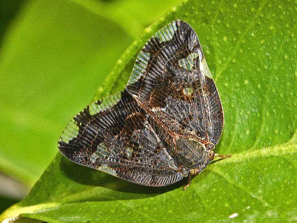 5 Fakta Black Planthopper, Serangga Unik yang Mengancam Tanaman