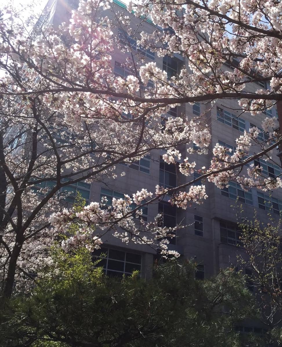 Xaviera Putri menikmati sakura di Seoul