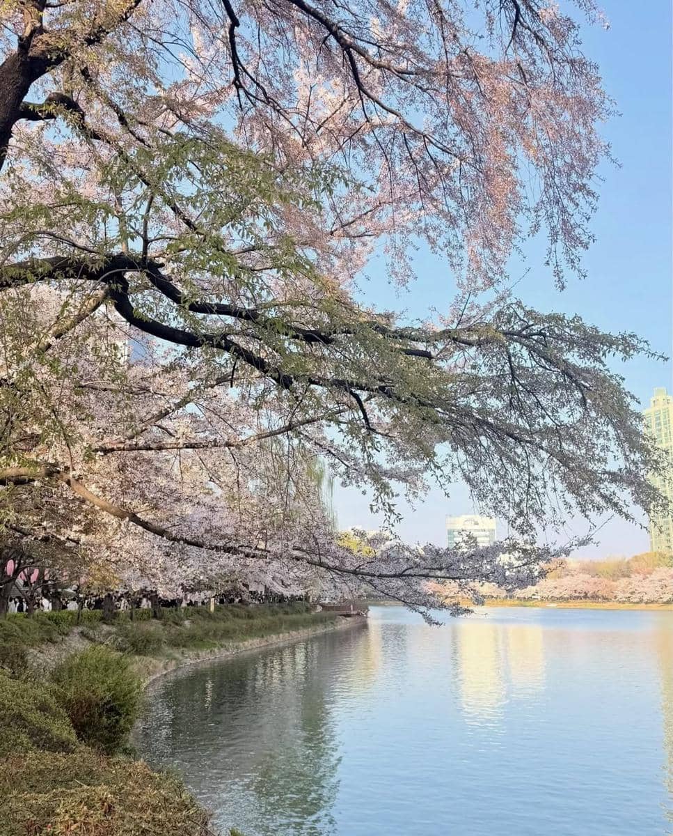 Xaviera Putri menikmati sakura di Seoul