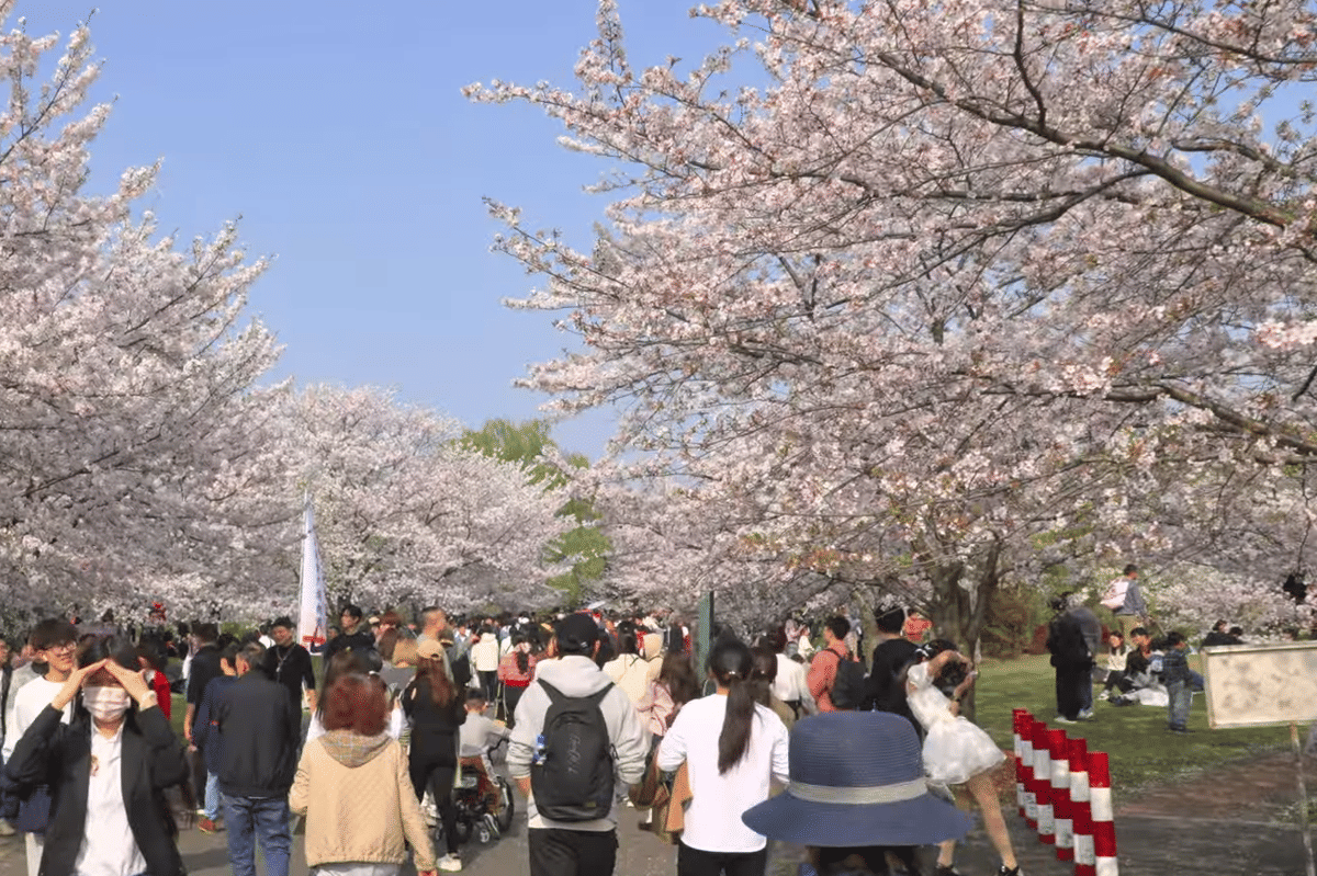 ilustrasi melihat sakura di Taman Gucun Shanghai 