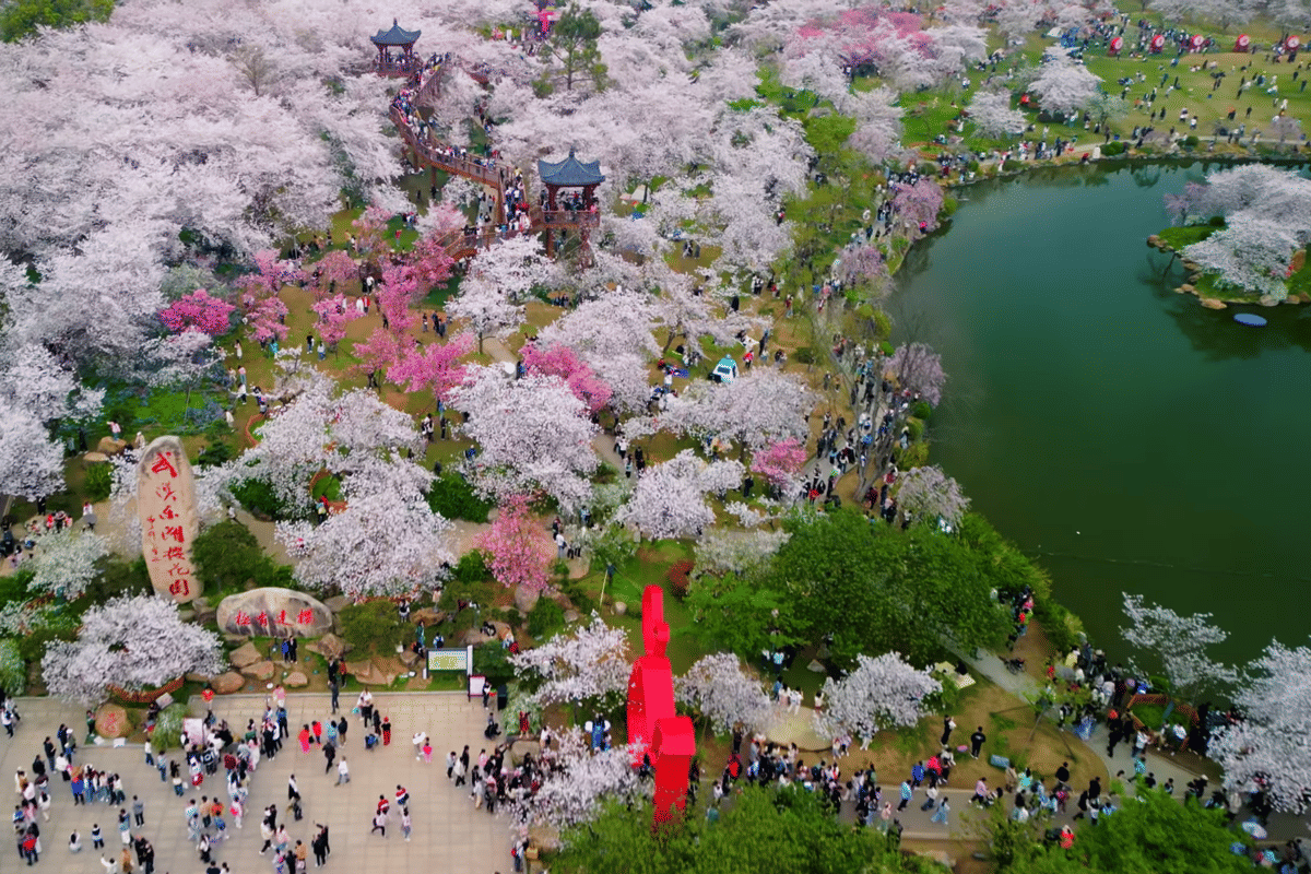 ilustrasi lautan bunga di kebun raya Wuhan 