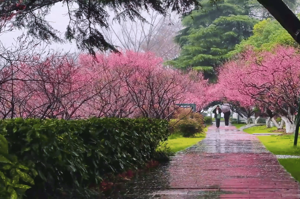 ilustrasi melihat sakura di danau Xuanwu di Nanjing China