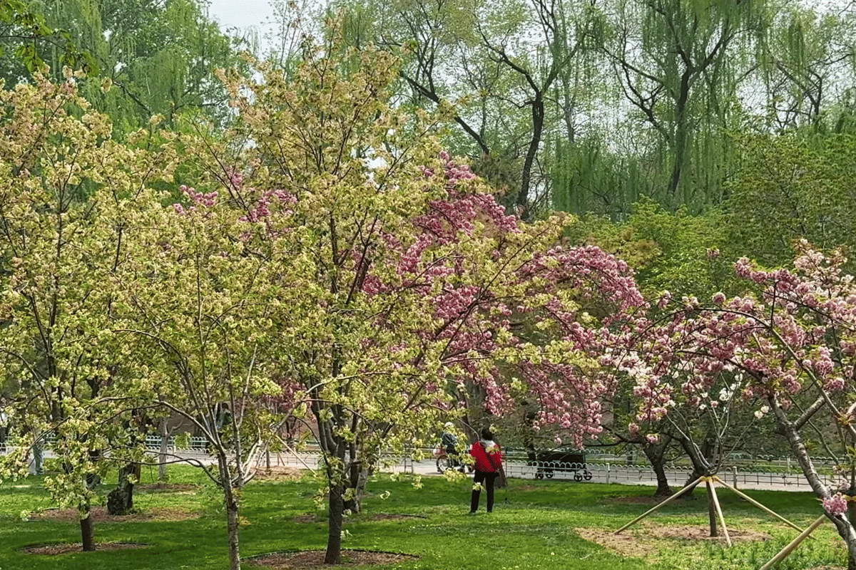 ilustrasi melihat sakura di Taman Yuantan Beijing